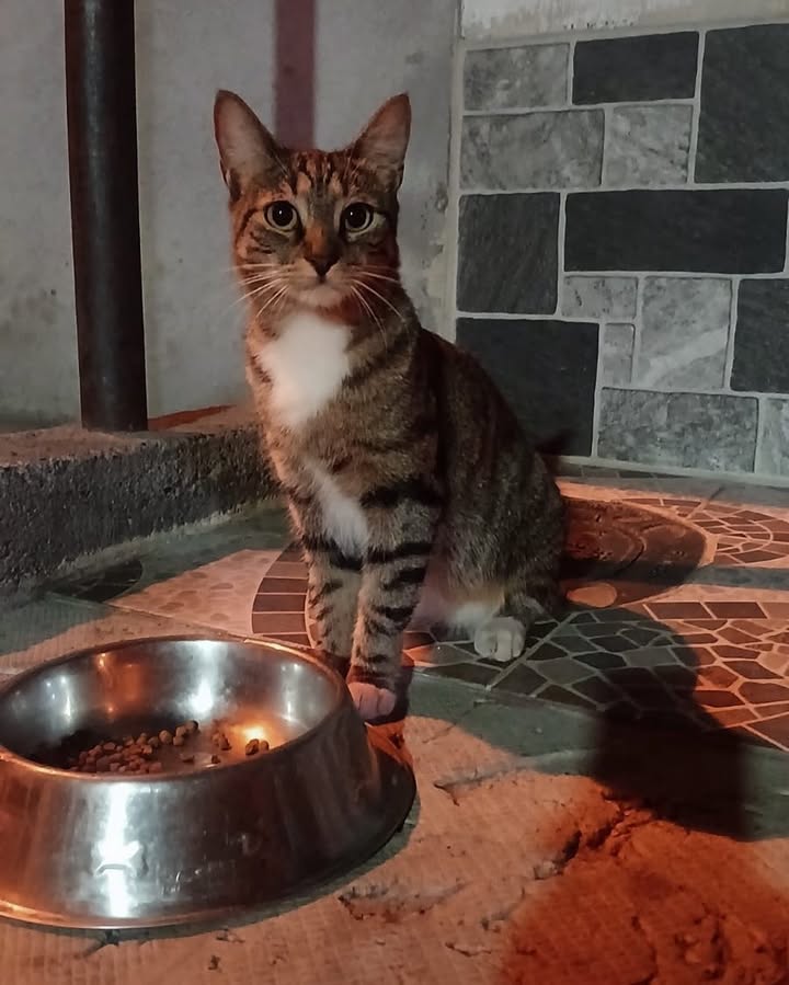 Gata perdida en La Virginia, Risaralda 