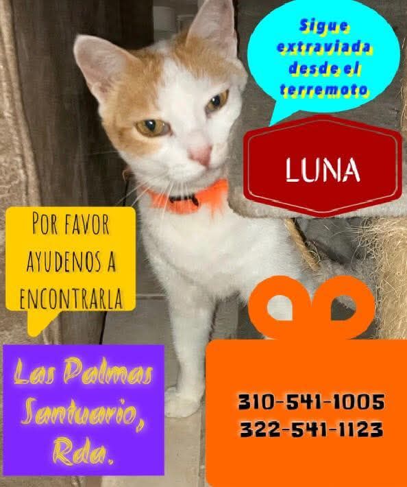 Gato perdido en Pereira, Risaralda 