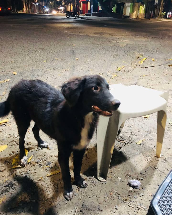 Cachorro encontrado en La Virginia, Risaralda 