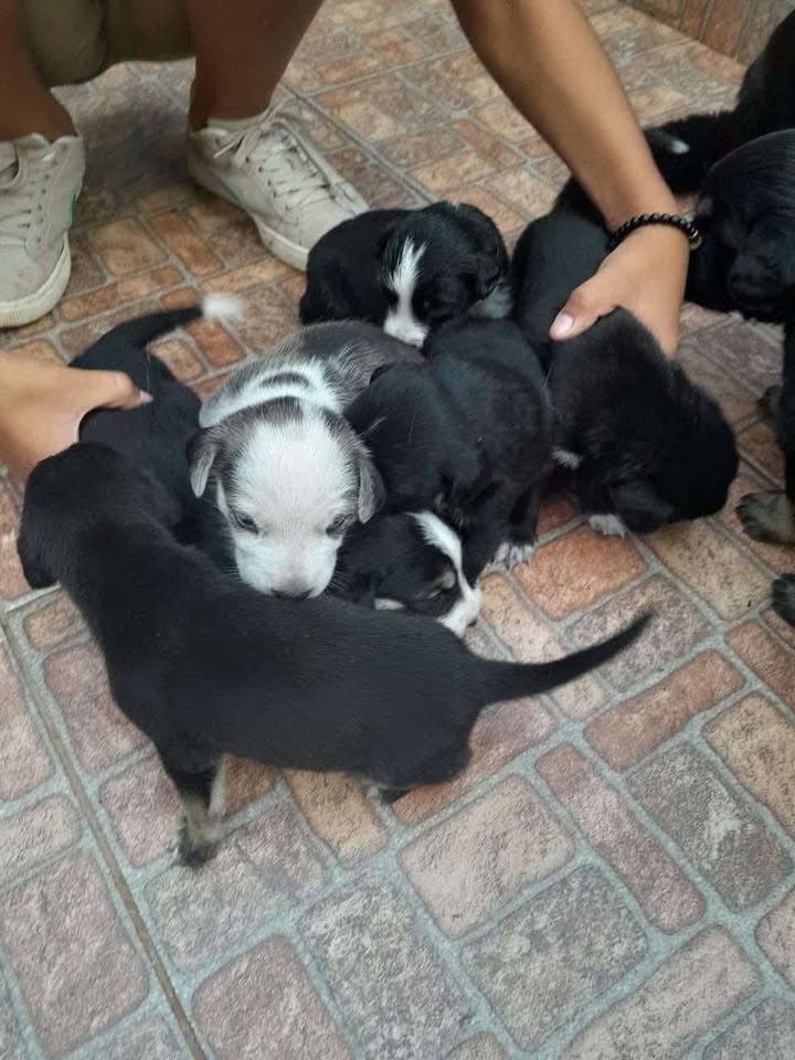 Adopta cachorros en Tuluá 