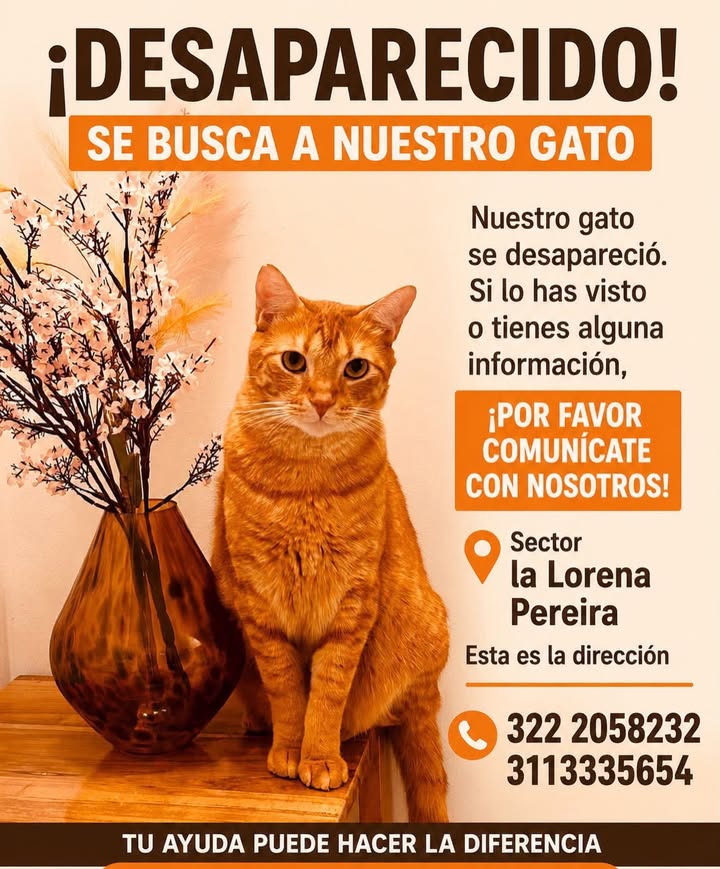 Gato Naranja Desaparecido en Pereira 
