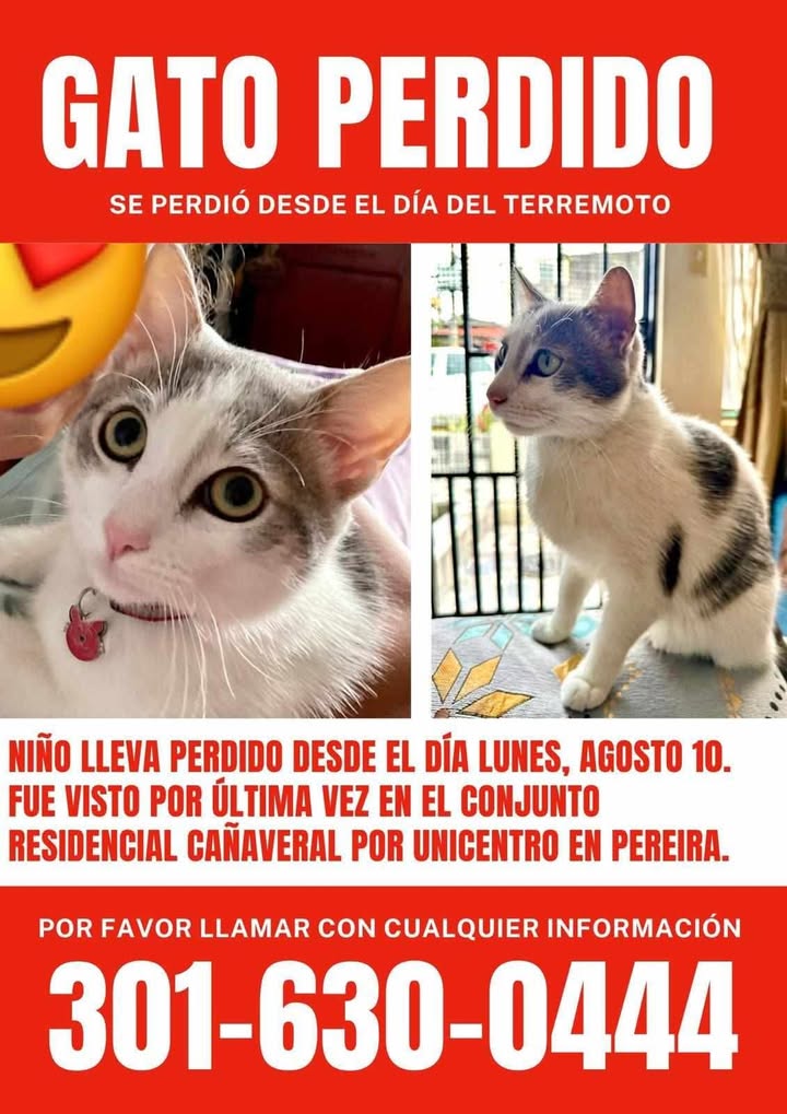 Gato perdido en Pereira 