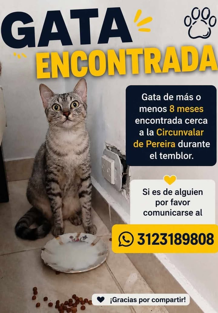 Gata encontrada en Pereira 