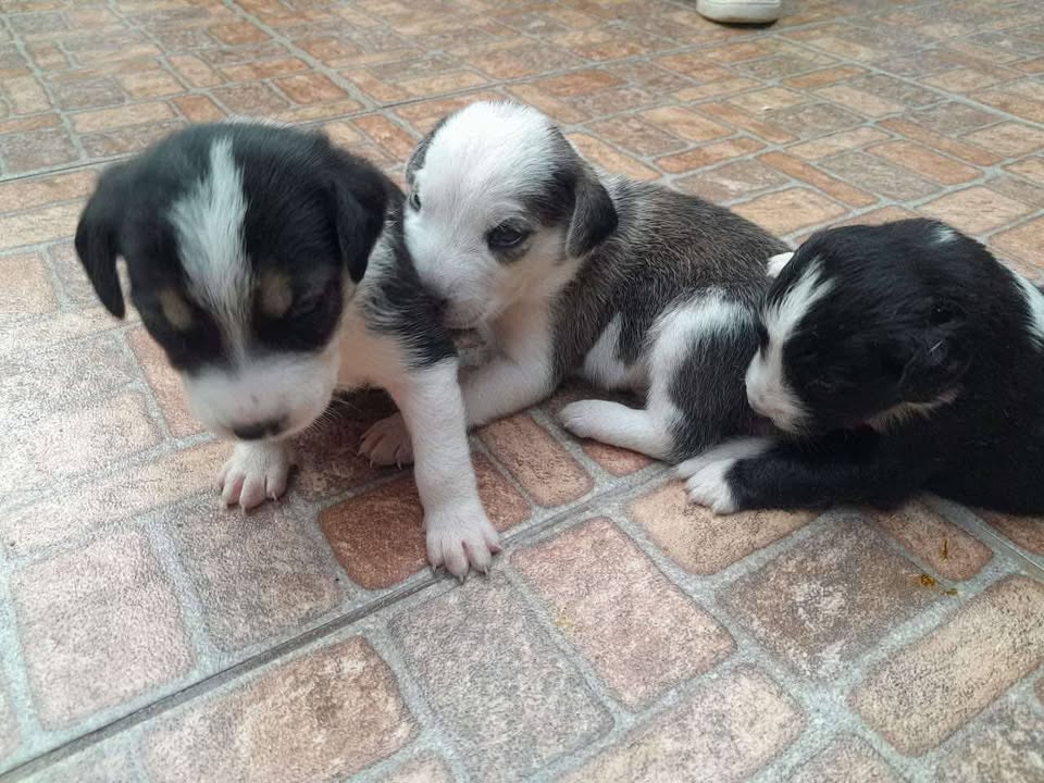 Adopta cachorros en Tuluá 