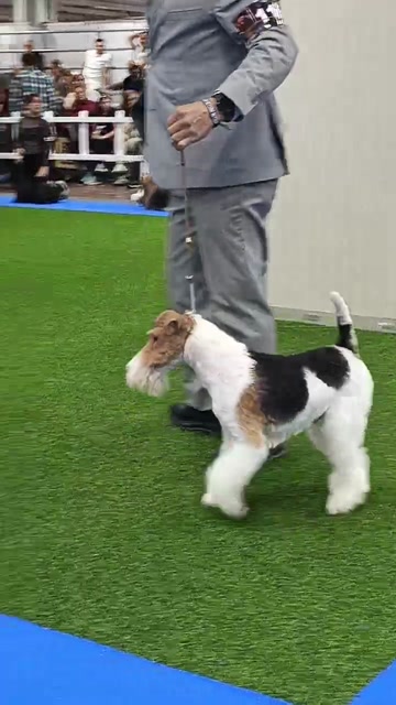 Perro Fox Terrier Perdido en Bogotá 