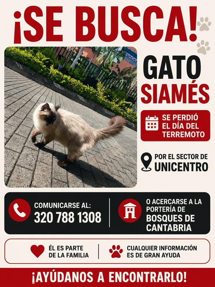 Gato Siamés Perdido en Pereira 