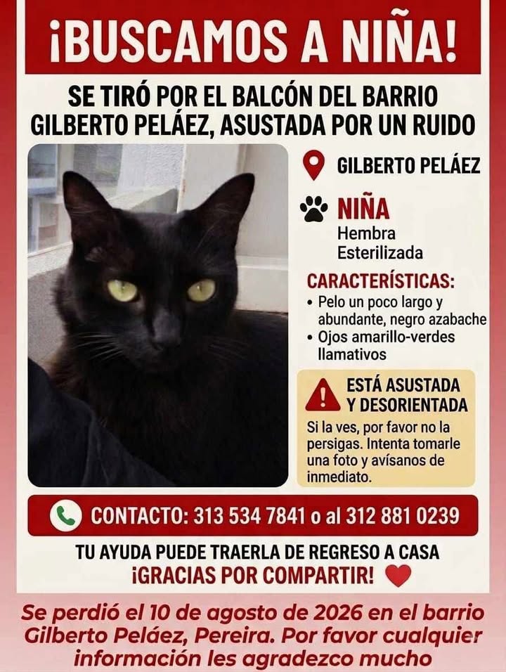 Buscan gata negra esterilizada perdida en Gilberto Peláez, Pereira 