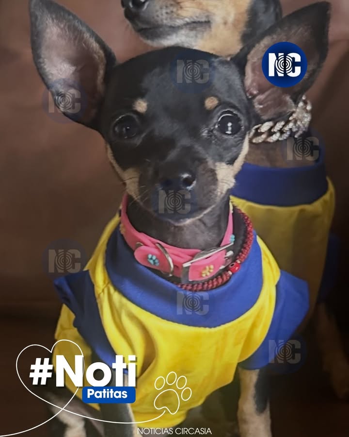 Perrita perdida en Circasia, Quindío 
