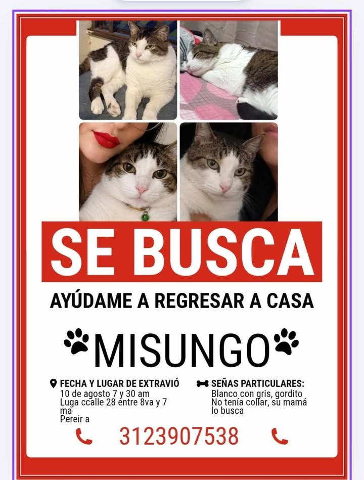 Mascota perdida en Pereira, Risaralda 