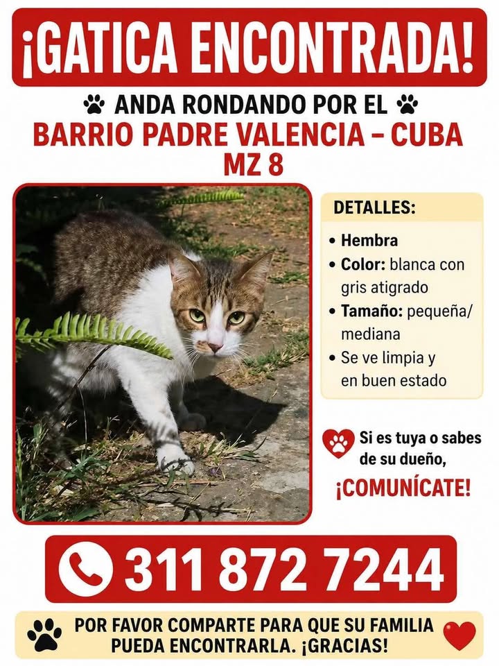 Gatica encontrada en Pereira, Risaralda 