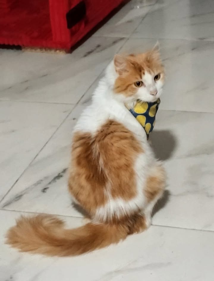 Gatico perdido en Las Violetas, Dosquebradas 