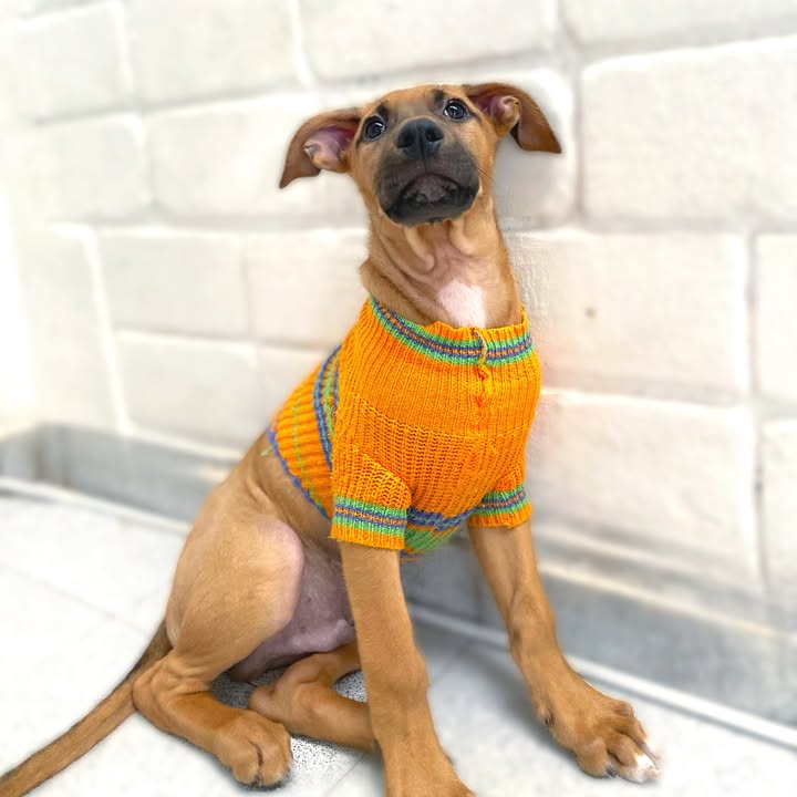 Adopta cachorros en Bogotá - Encuentra tu compañero ideal 