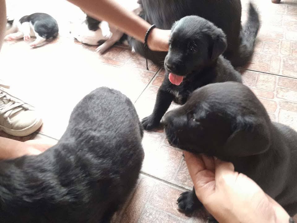 Adopta cachorros en Tuluá 