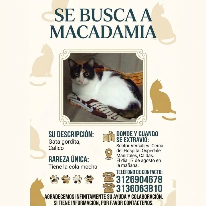 Gata Gorda "Macadamia" Perdida en Manizales 