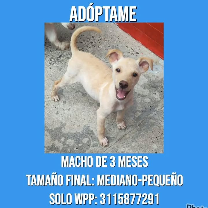 Perro en adopción en Pereira, Risaralda 