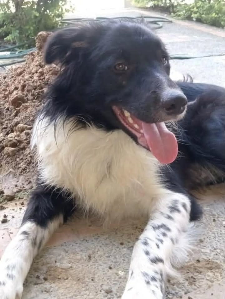 Perrito noble en adopción en Pereira 