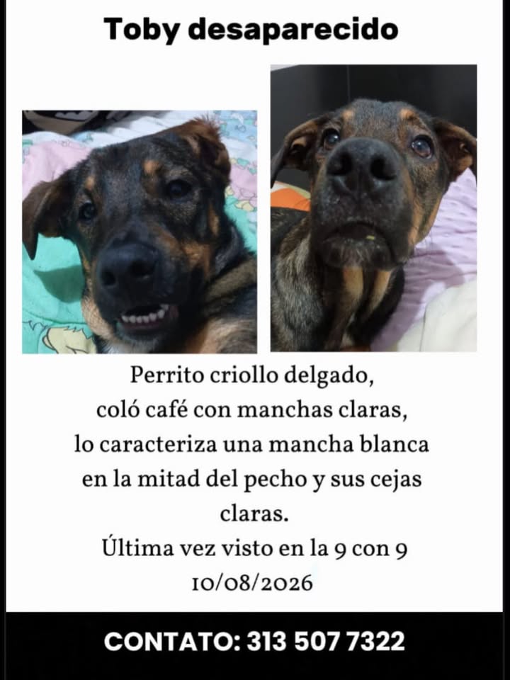 Perro Toby desaparecido en Pereira, Risaralda 