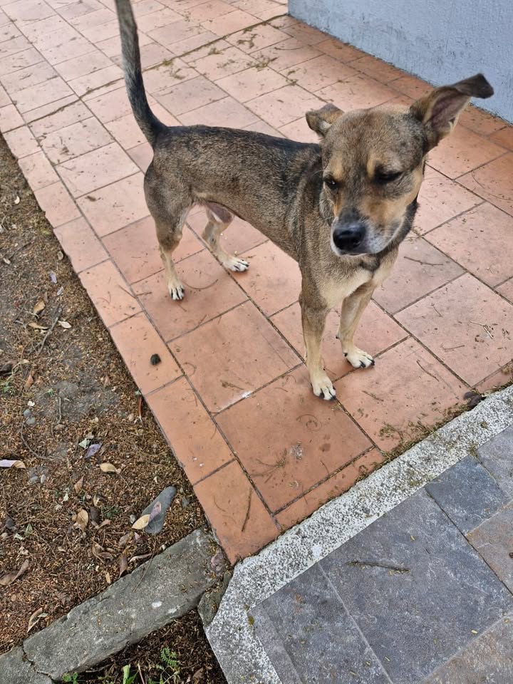 Adorable perro busca hogar en Tuluá, Valle 