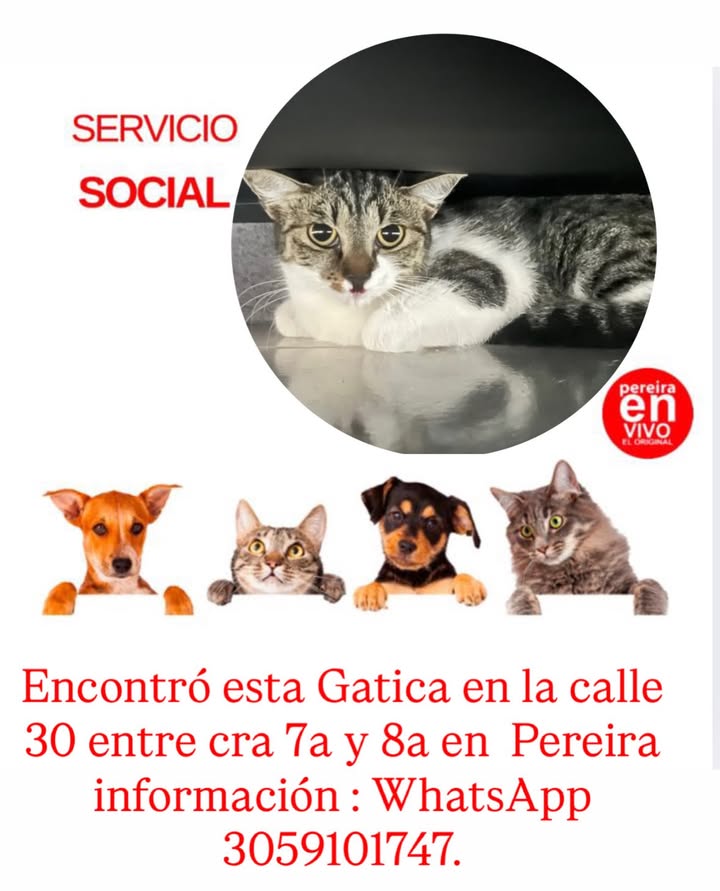 Gatica encontrada en Pereira 