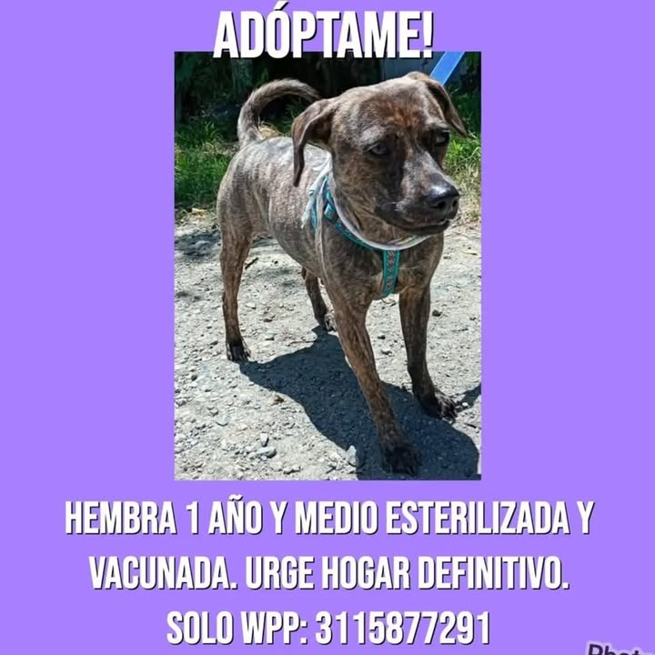 Adopción de hembra esterilizada y vacunada en Pereira, Risaralda 