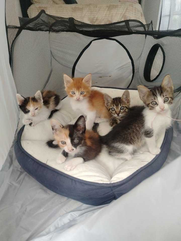 Gatitos en adopción Bogotá 