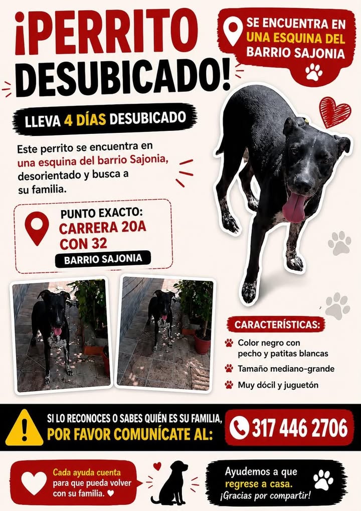 Perrito desubicado en Tuluá, Barrio Sajonia 