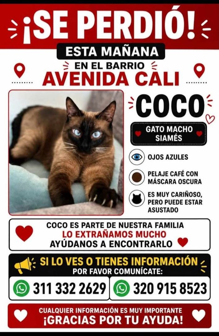 Gato Siamés Coco perdido en Tuluá 