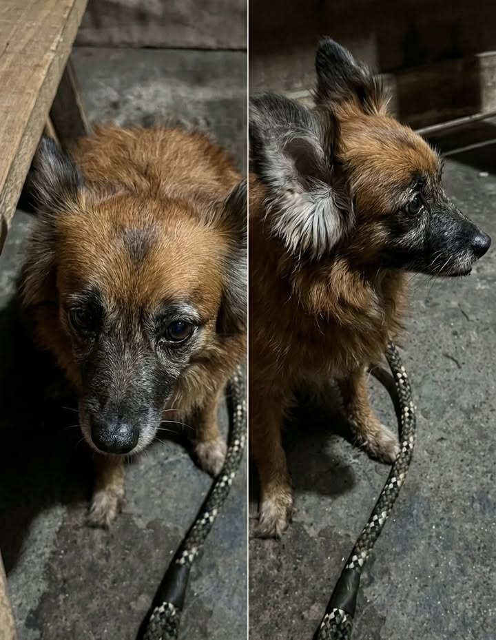 Perrita encontrada en Cali 