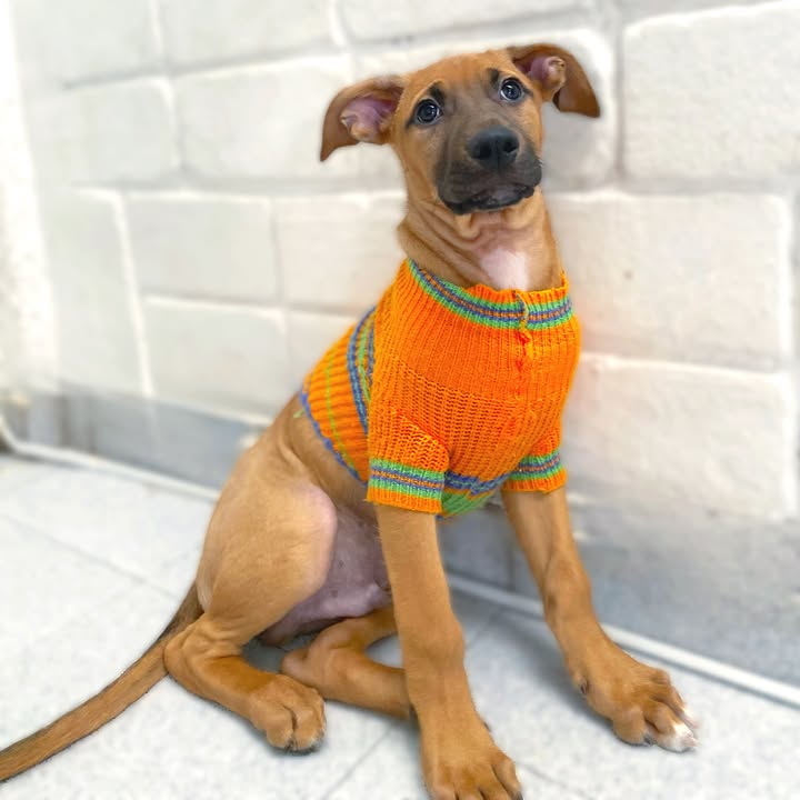 Adopta cachorros en Bogotá - Encuentra tu compañero ideal 