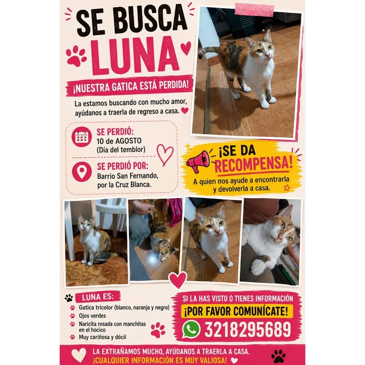 Se busca gata Luna en La Virginia 