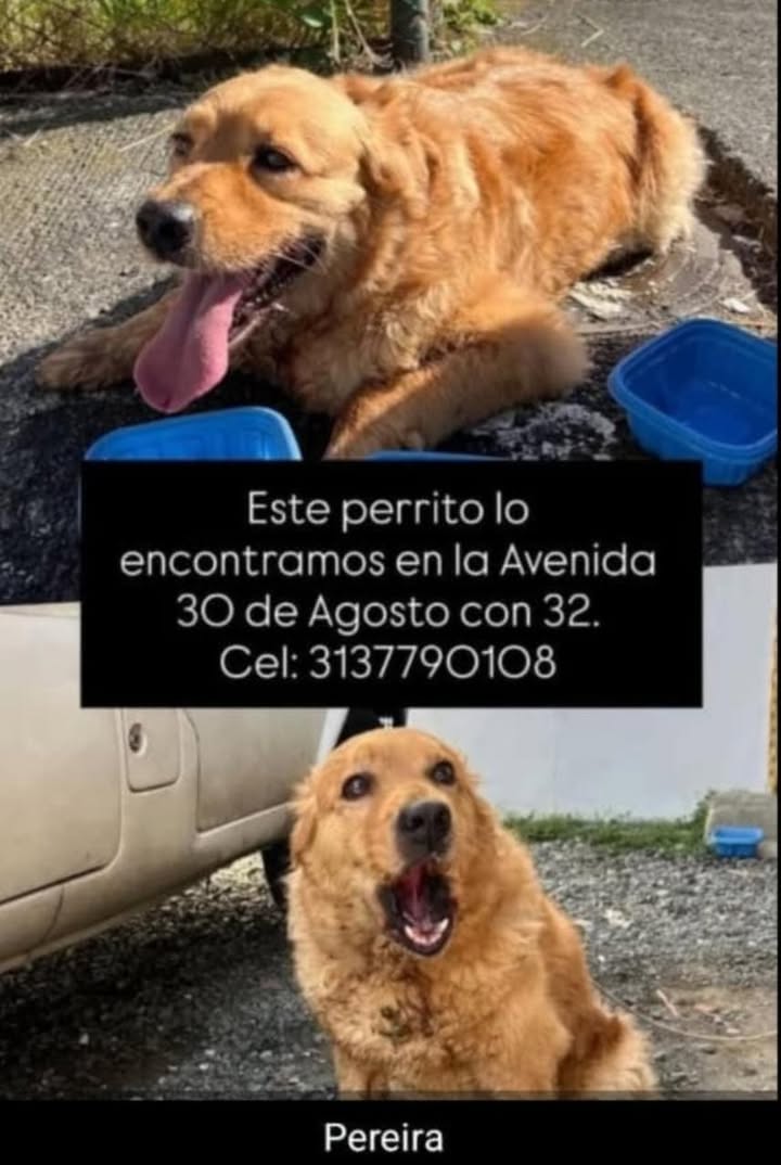 Perro perdido o encontrado en Santa Rosa de Cabal, Risaralda 