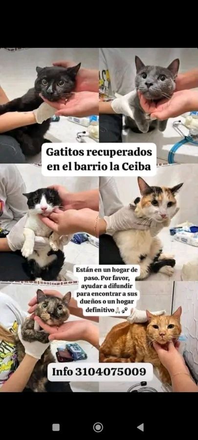 Gatitos recuperados y en adopción en Tuluá, Valle 