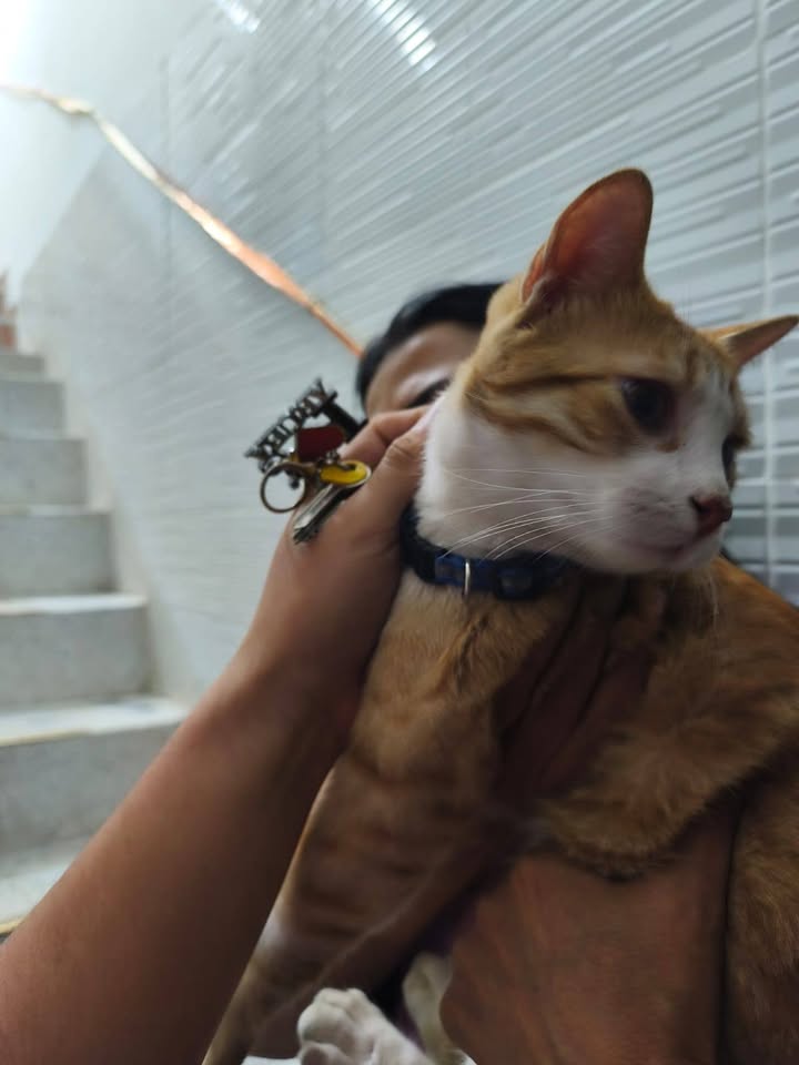 Gato perdido en El Guabal, Cali 