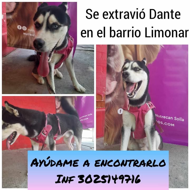 Perro Husky se extravió en Tuluá 