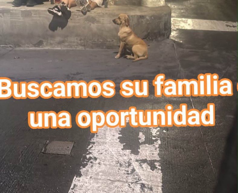 Perrito perdido en Amagá, Antioquia 