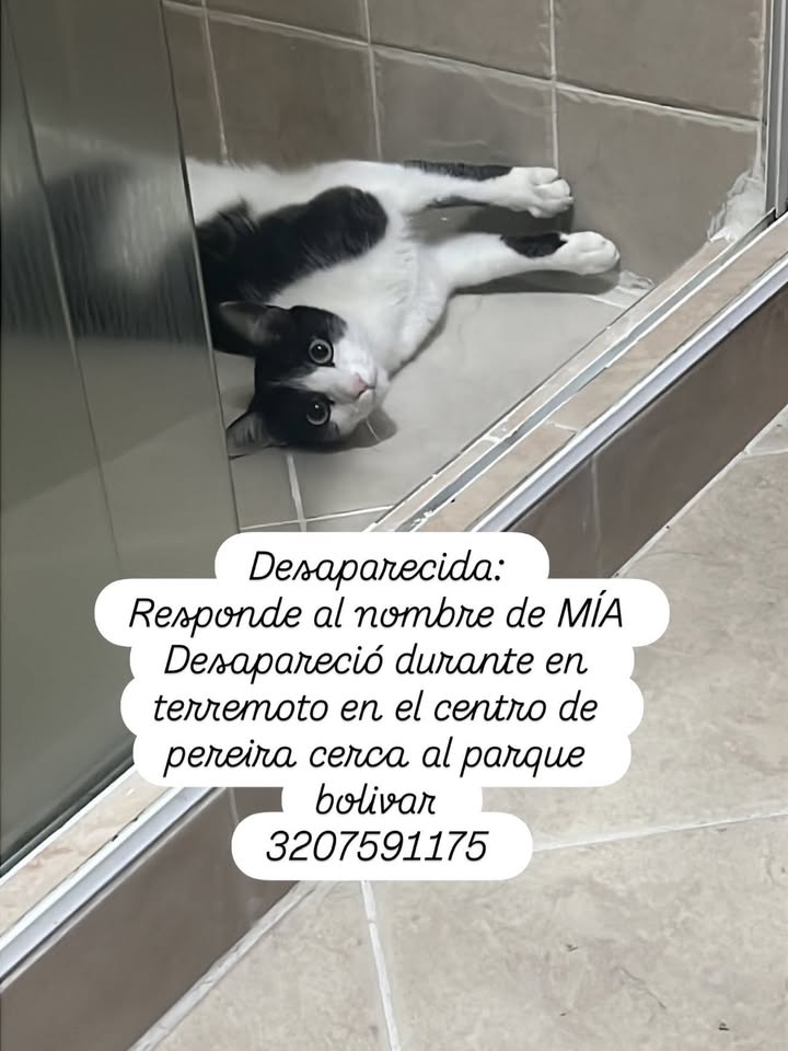 Gato perdido en Pereira 