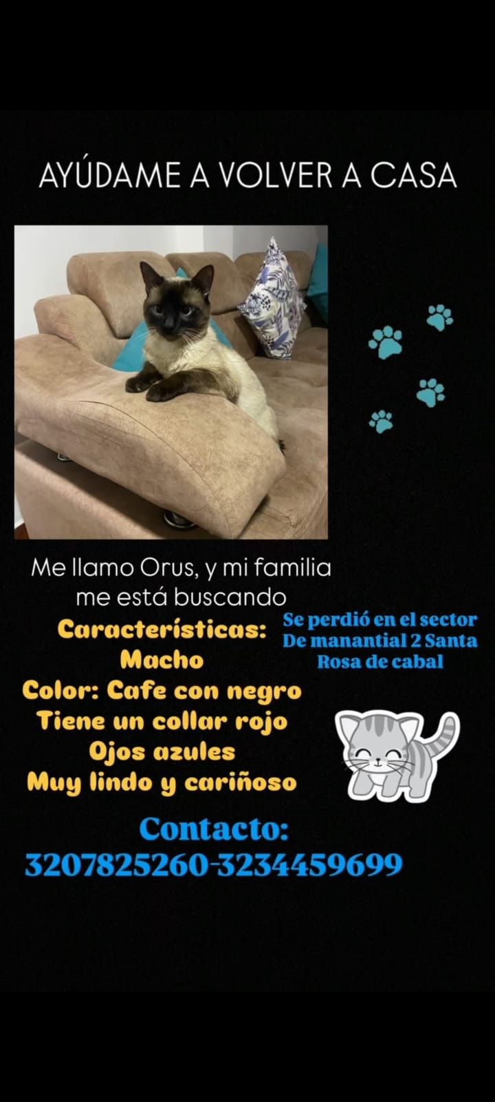 Gato Orus perdido en Santa Rosa de Cabal 