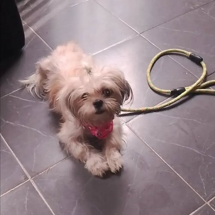 Perrita en adopción responsable en Pereira 