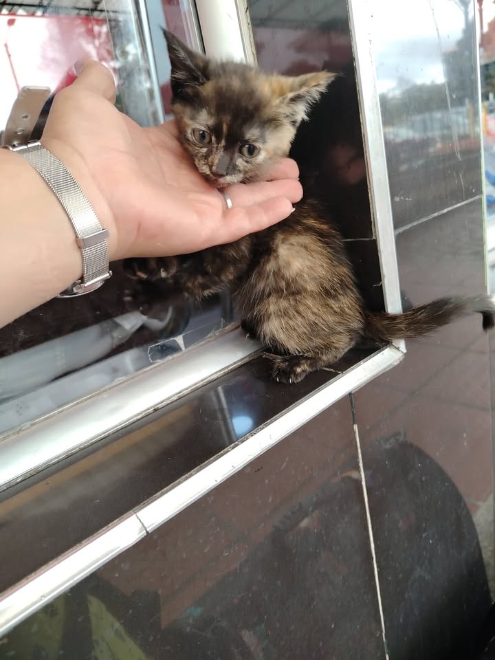 Adopta y ayuda a rescatar animales en Bogotá 