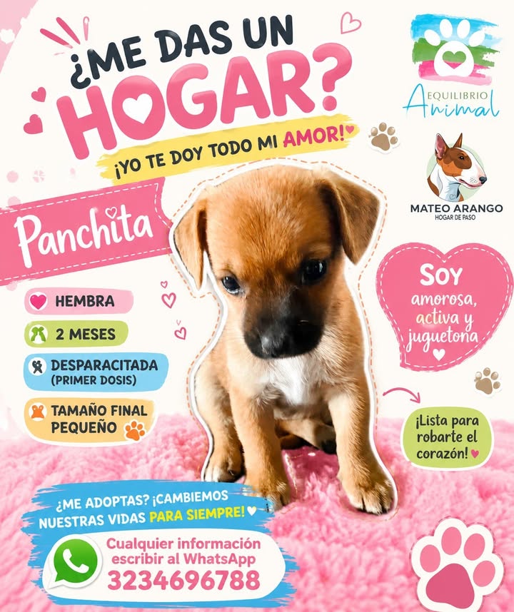 Perrita en adopción en Manizales 