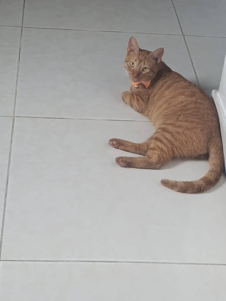 Gato Caramelo en adopción en Amagá, Antioquia 