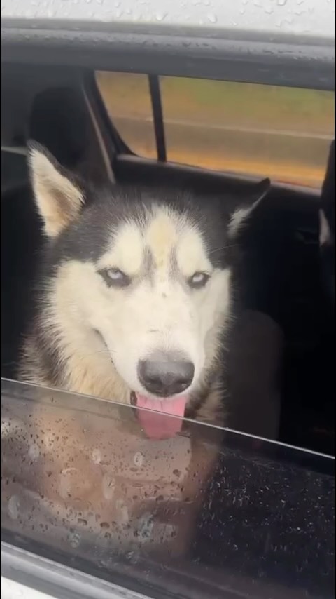 Perro encontrado lesionado en El Jordan, Pereira 