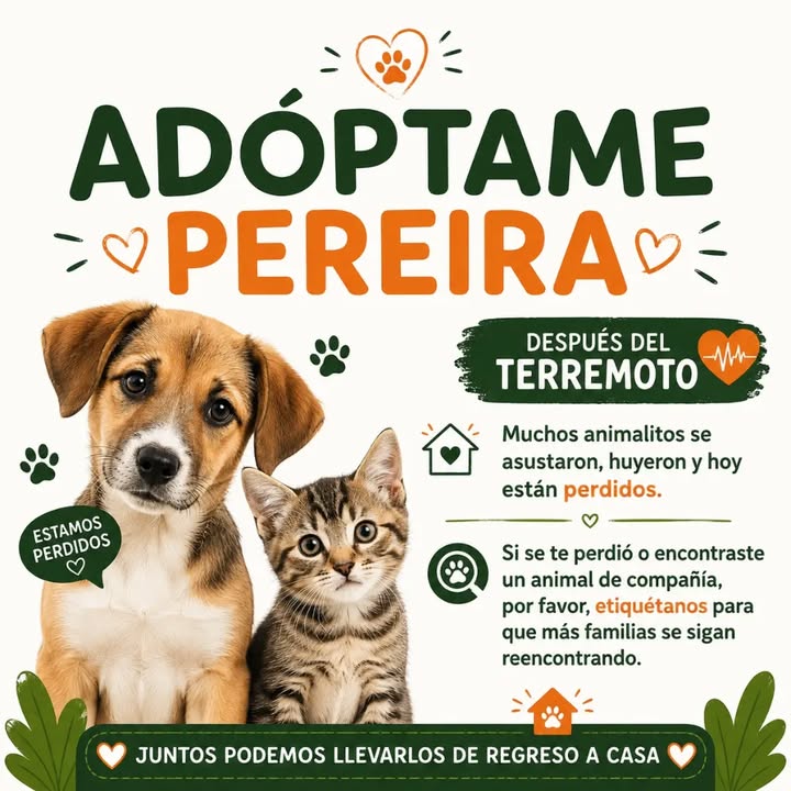 Perros y gatos perdidos en Pereira tras terremoto 