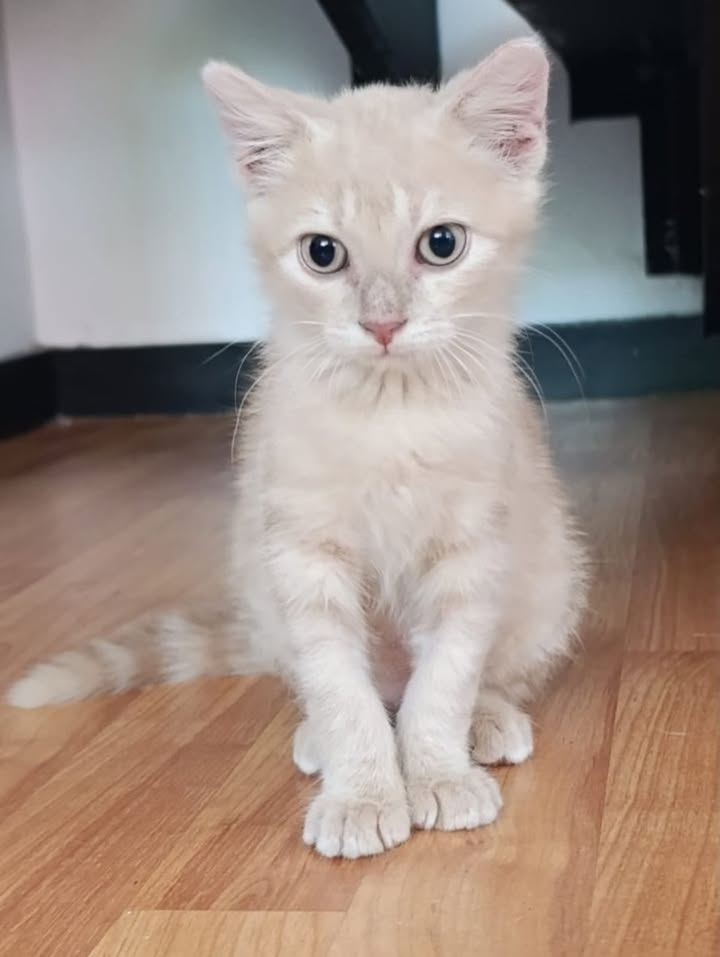 Adopta este adorable gatito de dos meses y medio en Pereira 
