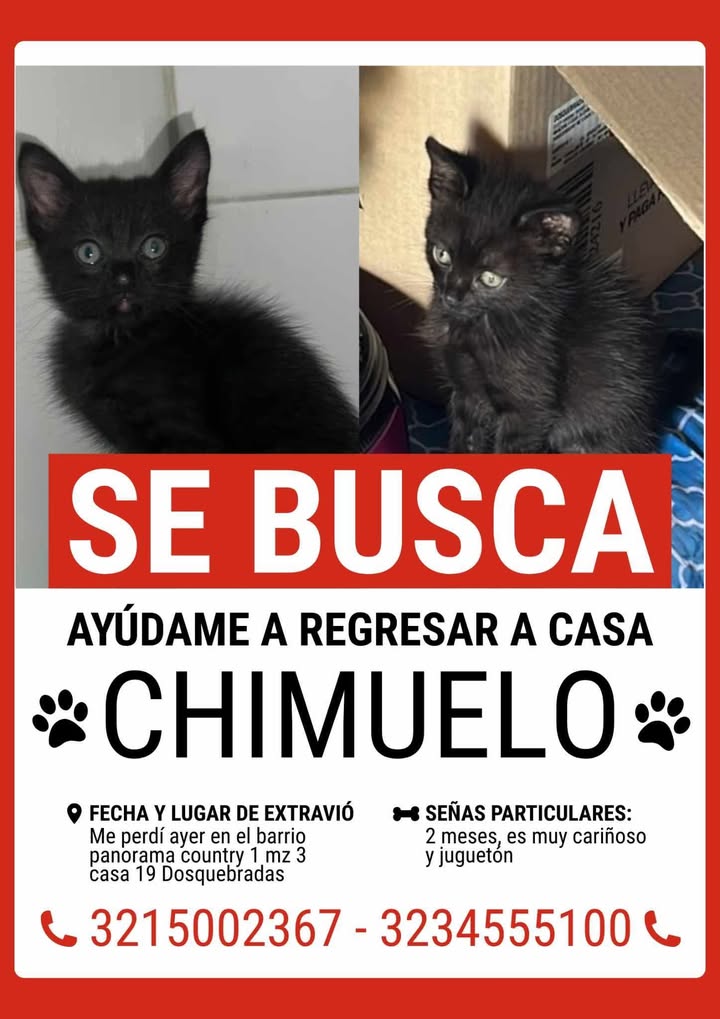 Gato Negro Perdido en Pereira 