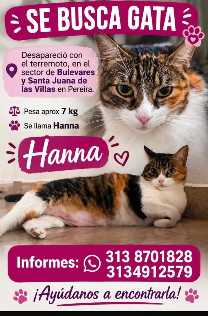 Se busca Gata Hanna perdida en Pereira 