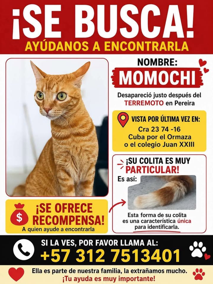 Gato Momo perdido en Pereira, Risaralda - Se ofrece recompensa 