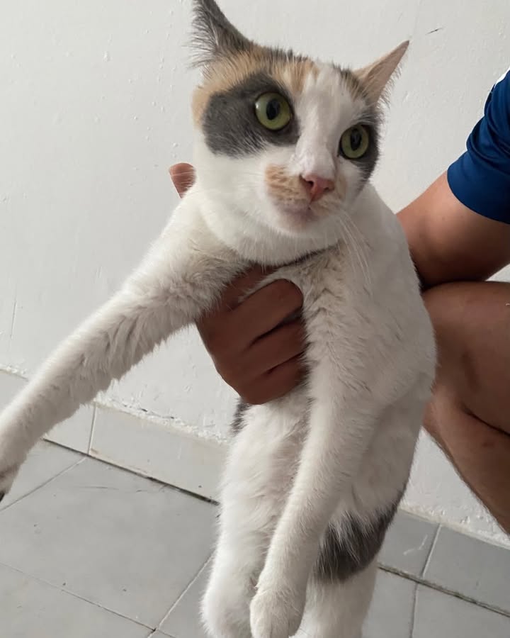 Gatica encontrada frente a Olímpica en La Virginia, Risaralda 