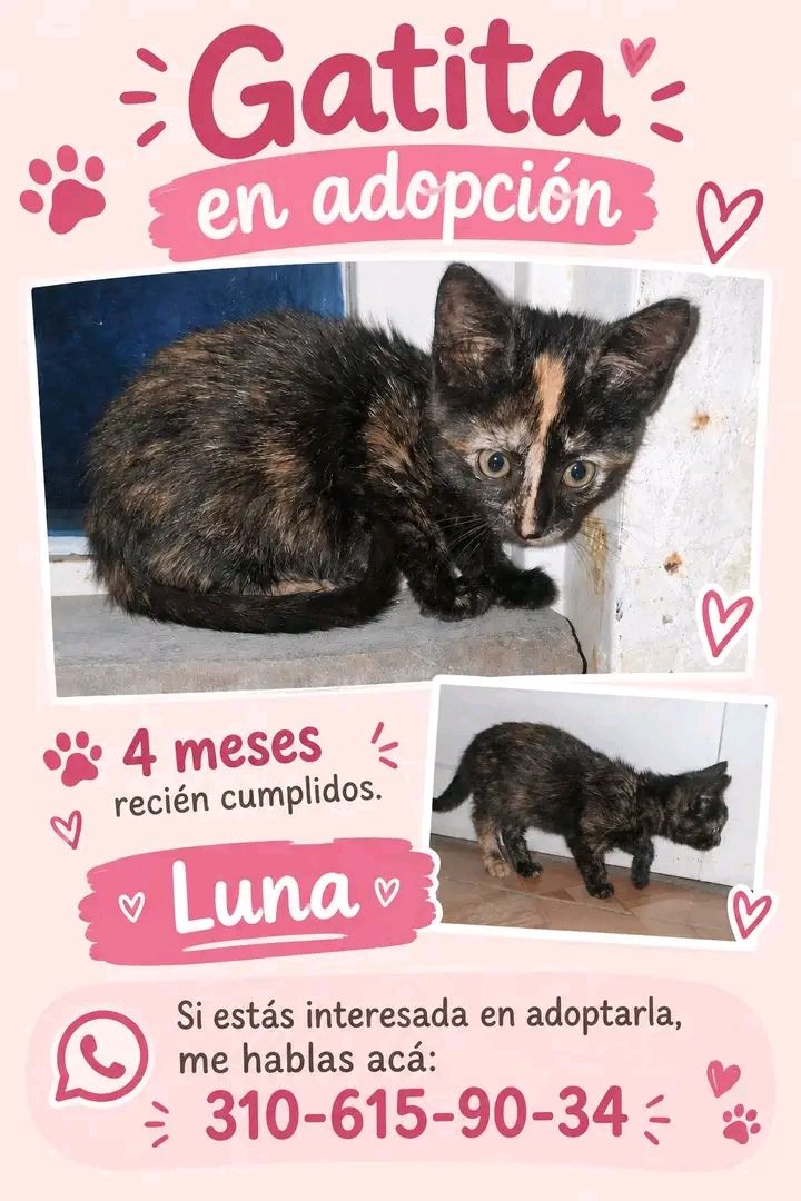 Gatita Luna en adopción en Tuluá 