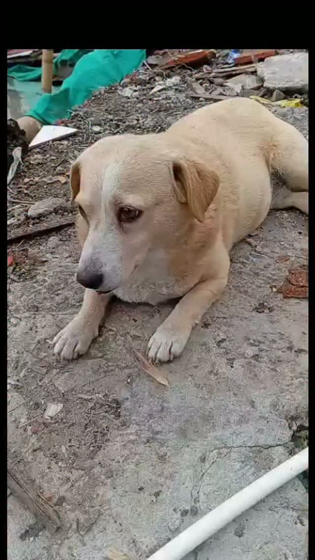 Perro en adopción tras terremoto en El Rocío, Pereira 